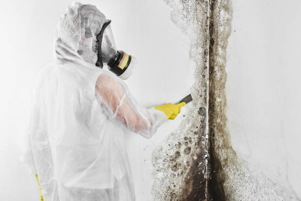 Mold Removal Process in Grant Park, IL