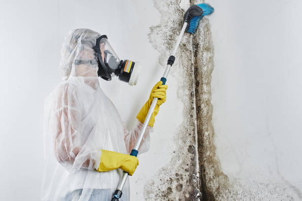 Grant Park, IL Mold Removal Company
