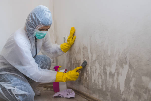Best Local Mold Removal Service  in Grant Park, IL
